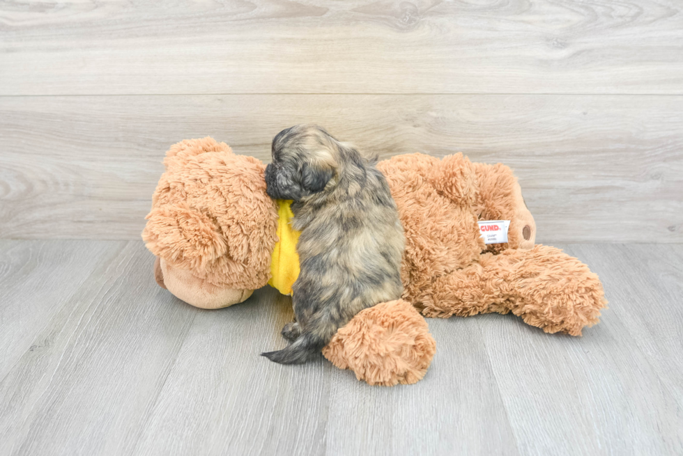 Teddy Bear Pup Being Cute