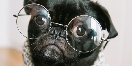 10 Very Quick And Cool Dog Facts 10 Very Quick And Cool Dog Facts
