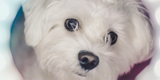 The Best Pros and Cons of Owning a Maltese