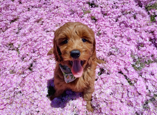 The Complete Guide to Mini Goldendoodle Colors | Premier Pups