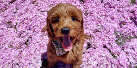 The Complete Guide to Mini Goldendoodle Colors
