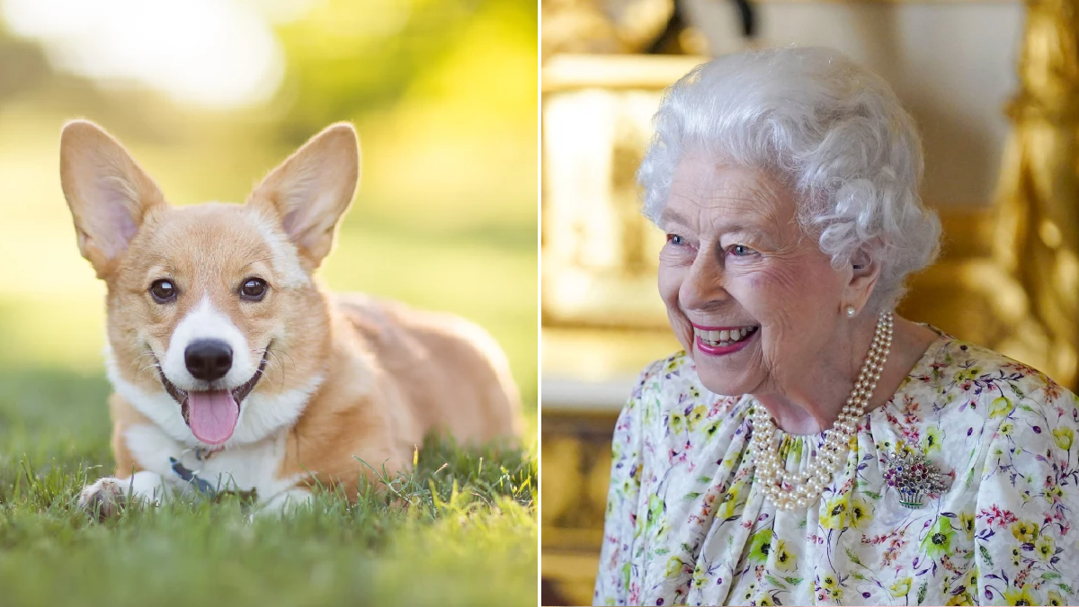 The queen's store corgi near me