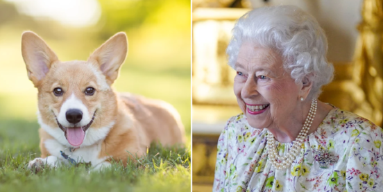 The Luxurious Lifestyle of the Queen’s Corgis