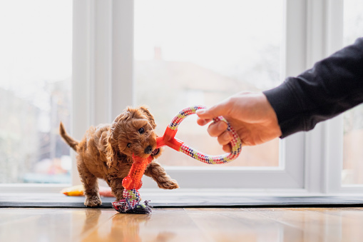 Top 10 Pros and Cons of Owning a Cavapoo - Premier Pups