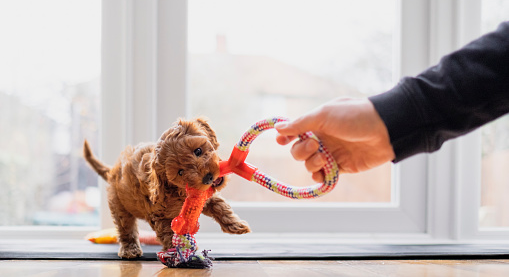 Top 10 Pros and Cons of Owning a Cavapoo