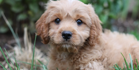 Top 10 Pros and Cons of Owning a Cavapoo