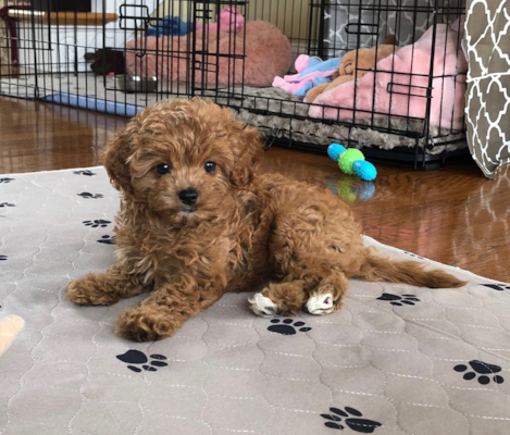 Top 30 Cavapoo Facts You Should Know | Premier Pups