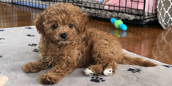 Top 30 Cavapoo Facts You Should Know 