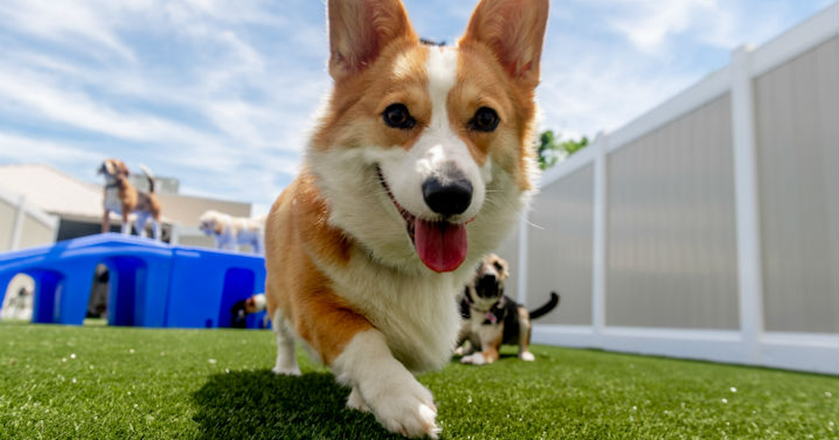 Top 5 Important Benefits of Doggy Daycare Premier Pups Premier Pups