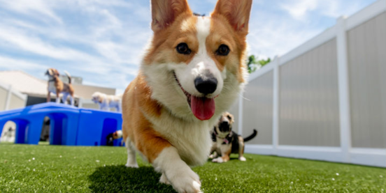 Top 5 Benefits of Doggy Daycare 