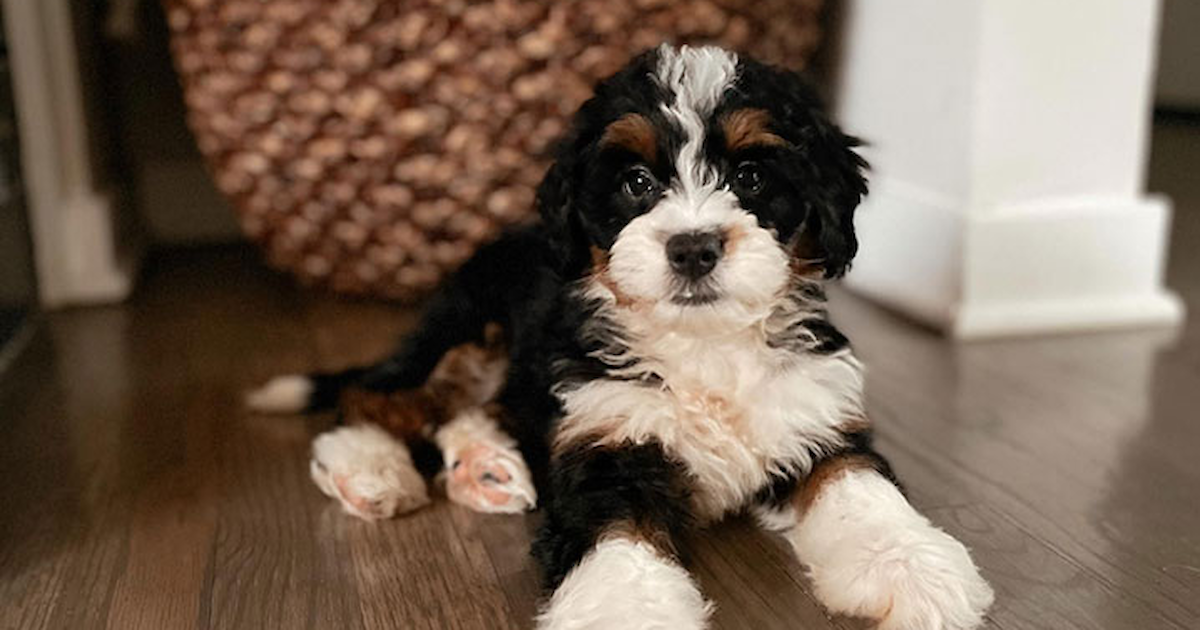 Top 5 Things to Know Before Getting a Mini Bernedoodle Dog
