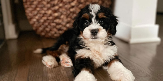 Top 5 Things to Know Before Getting a Mini Bernedoodle Dog
