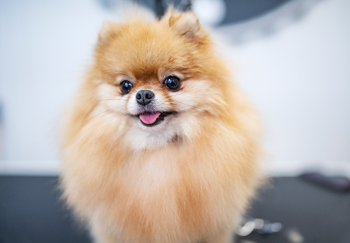 Top 5 Things To Know Before You Adopt A Pomeranian (2022)