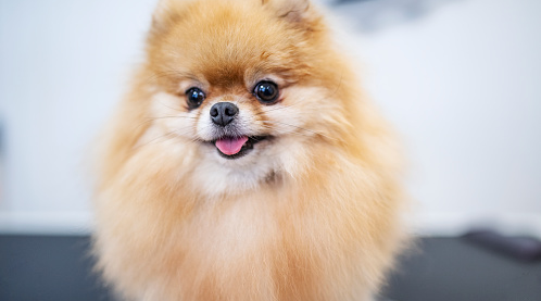 Top 5 Things to Know Before You Adopt a Pomeranian Top 5 Things to Know Before You Adopt a Pomeranian
