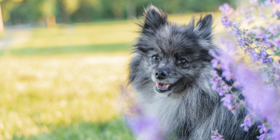 Top 5 Things to Know Before You Adopt a Pomeranian  