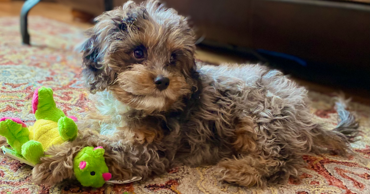 What do/did you feed your pup? : r/CavaPoo