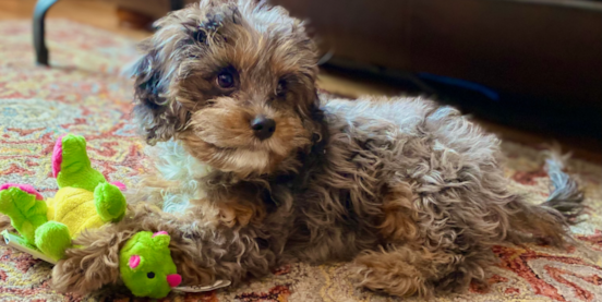 Toy Cavapoo Guide