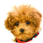 Poodle Puppy For Sale - Premier Pups