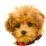 Poodle Puppies For Sale - Premier Pups