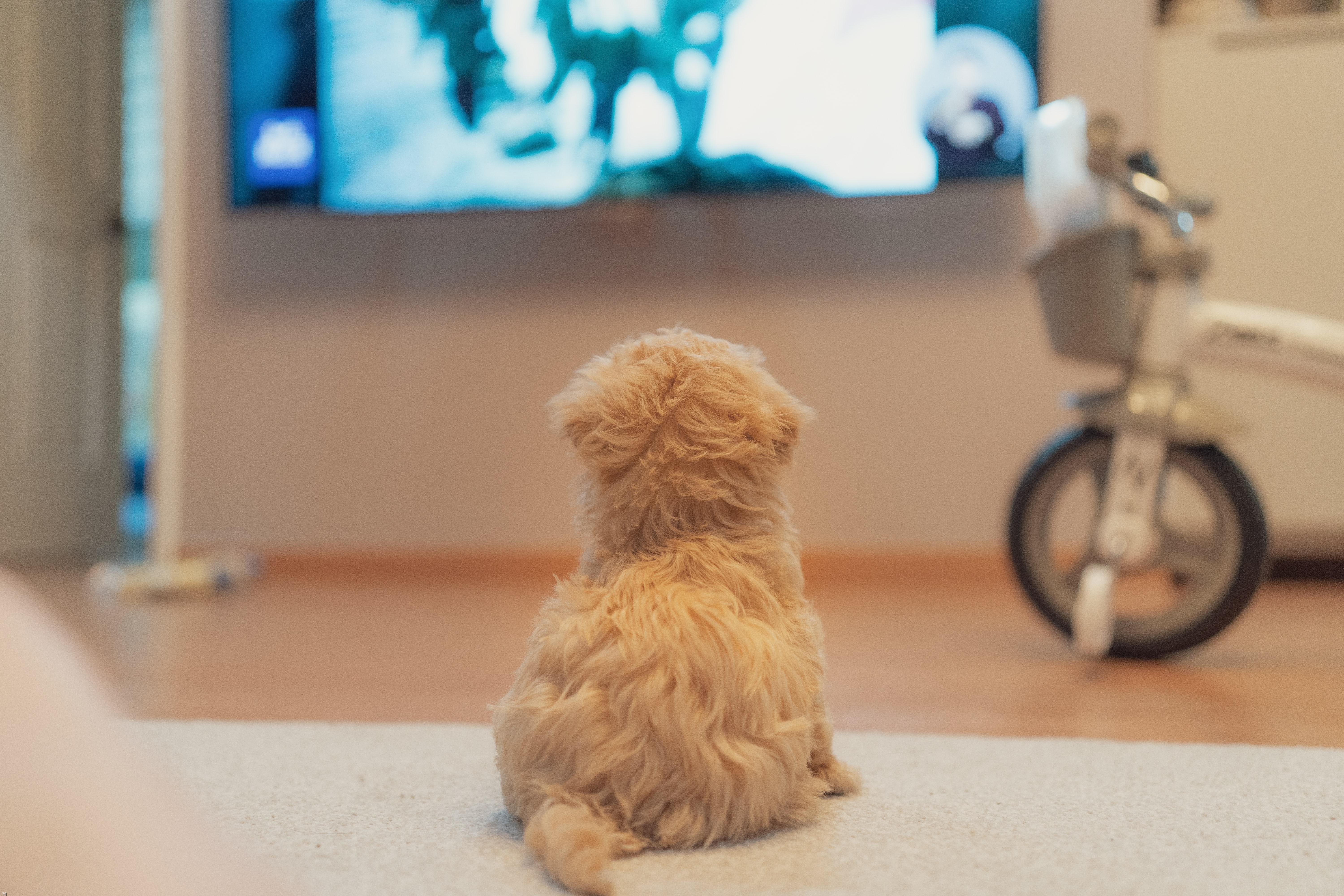 Training a cavapoo store puppy