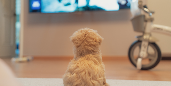 The Ultimate Guide to Training Your Cavapoo