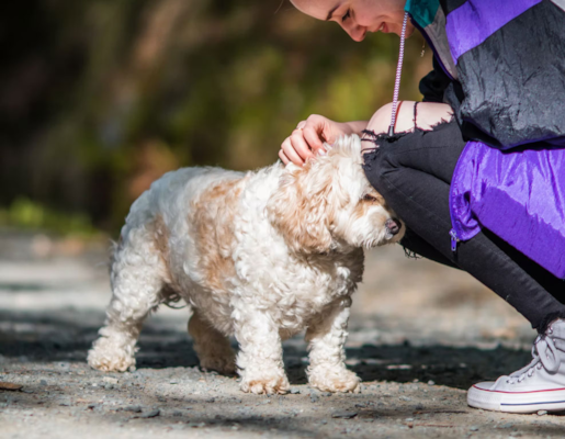 Understanding Dog Body Language – All you need to know – Premier Pups