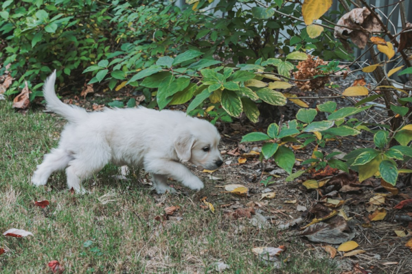 Unlock the Big Secret: When Can Puppies Go Outside? | Premier Pups Blog 