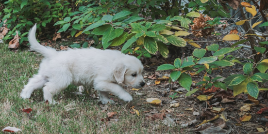 When Can Puppies Go Outside? Let's find out now!