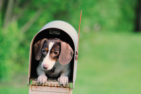 Week One With A New Puppy: See What To Expect (2023)