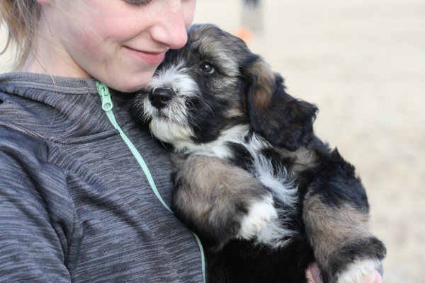 What is Puppy Love and Why It Matters? Let's Find Out!