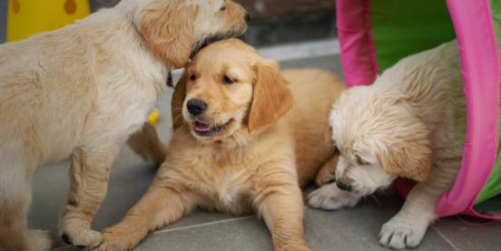 When Do Puppies Calm Down? See our Comprehensive Guide