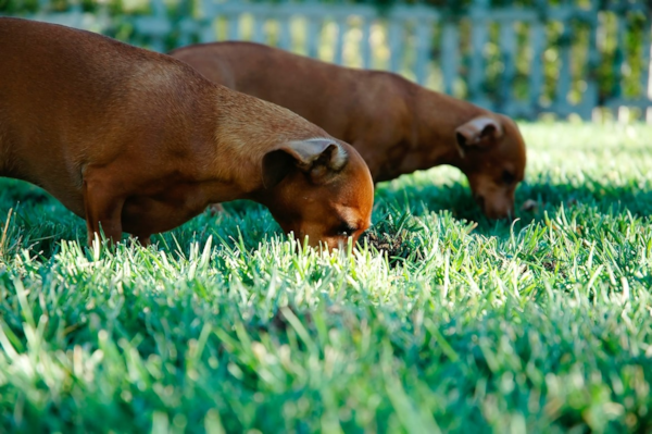Why Do Dogs Eat Grass? See the Big Mystery of This Behavior | Premier Pups Blog