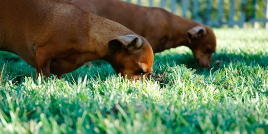 Why Do Dogs Eat Grass? See the Big Mystery of This Behavior