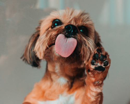 Why Dogs Follow Owners: Understanding Canine Devotion (2023)