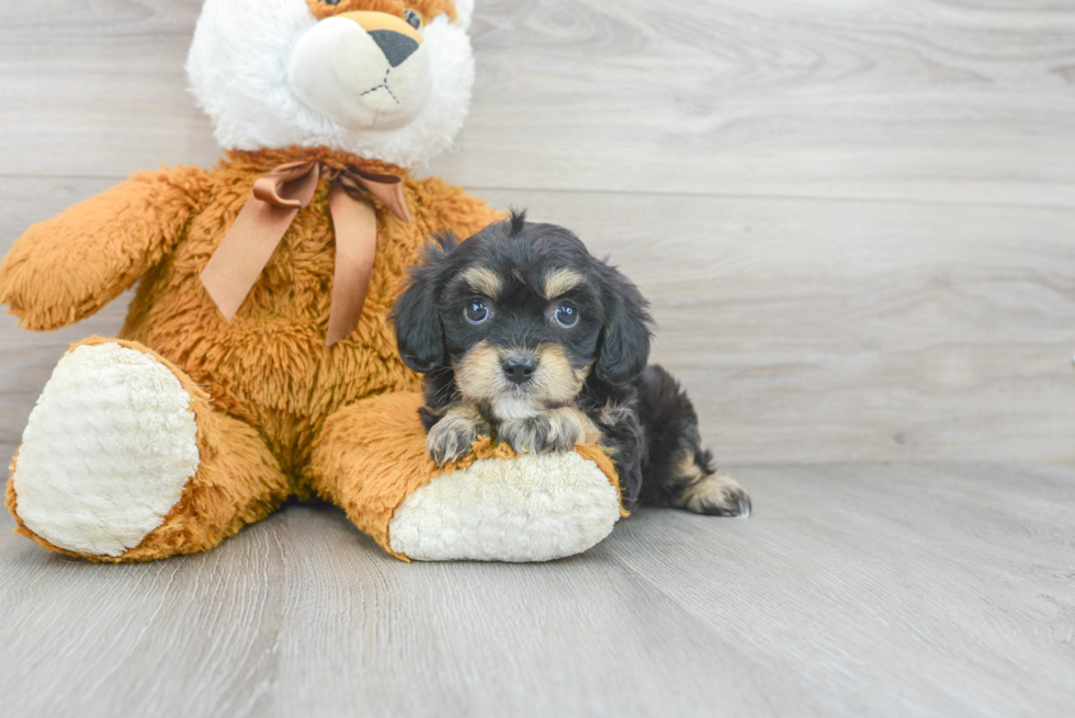 Meet Damon - our Yorkie Chon Puppy Photo 1/3 - Premier Pups