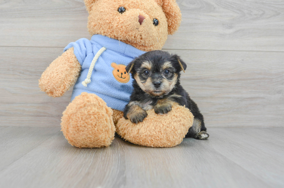 6 week old Yorkie Chon Puppy For Sale - Premier Pups