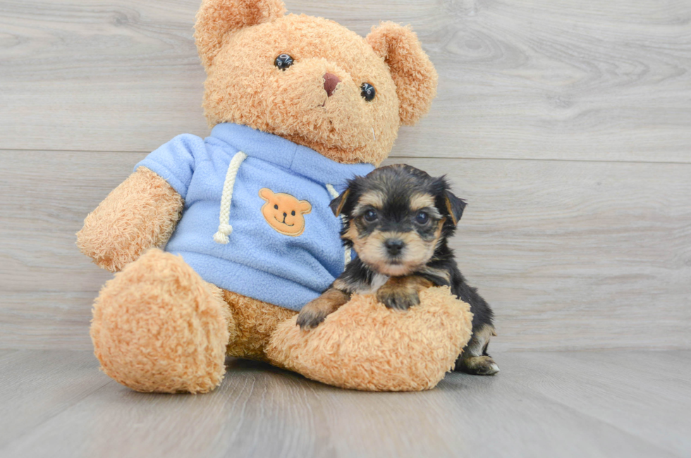 6 week old Yorkie Chon Puppy For Sale - Premier Pups