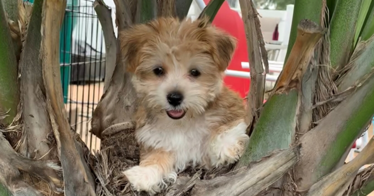 Available Yorkie Chon Puppies for Sale in Mount Dora, Florida