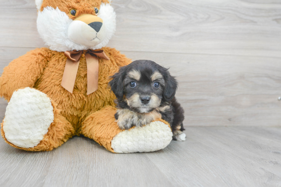 Meet Donte - our Yorkie Chon Puppy Photo 2/3 - Premier Pups