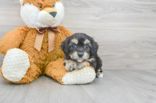 9 week old Cavachon Puppy For Sale - Premier Pups