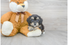 Meet Donte - our Yorkie Chon Puppy Photo 2/3 - Premier Pups