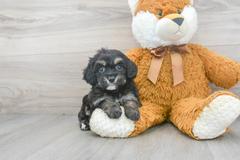 Meet Doug - our Yorkie Chon Puppy Photo 1/3 - Premier Pups