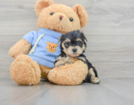 6 week old Yorkie Chon Puppy For Sale - Premier Pups