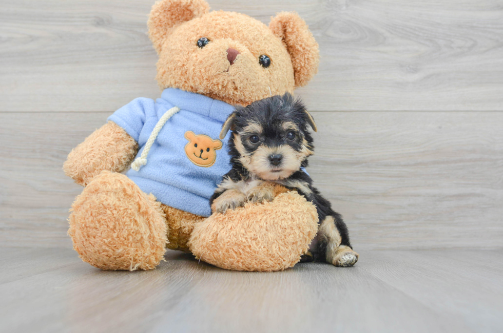 6 week old Yorkie Chon Puppy For Sale - Premier Pups