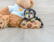 8 week old Yorkie Chon Puppy For Sale - Premier Pups