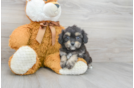 Meet Dustin - our Yorkie Chon Puppy Photo 1/3 - Premier Pups