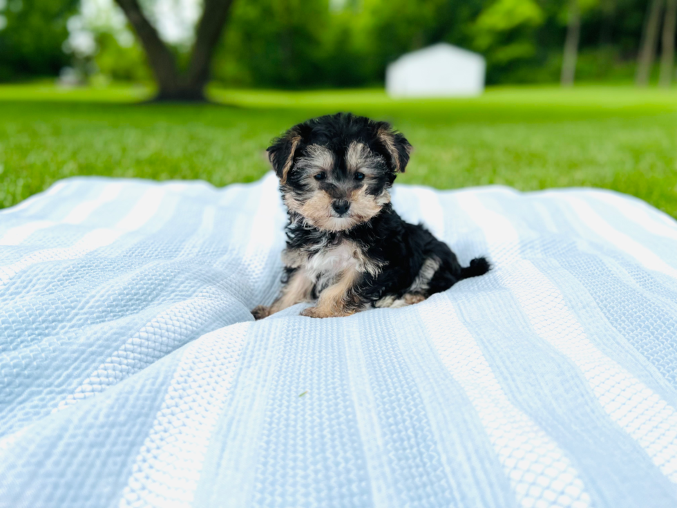 Meet Eliza - our Yorkie Chon Puppy Photo 7/7 - Premier Pups