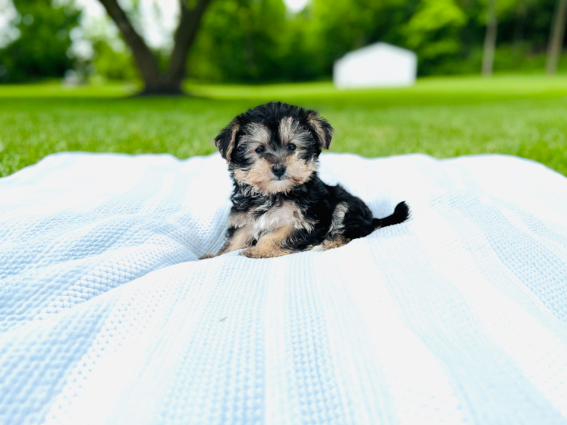 Meet Eliza - our Yorkie Chon Puppy Photo 1/7 - Premier Pups