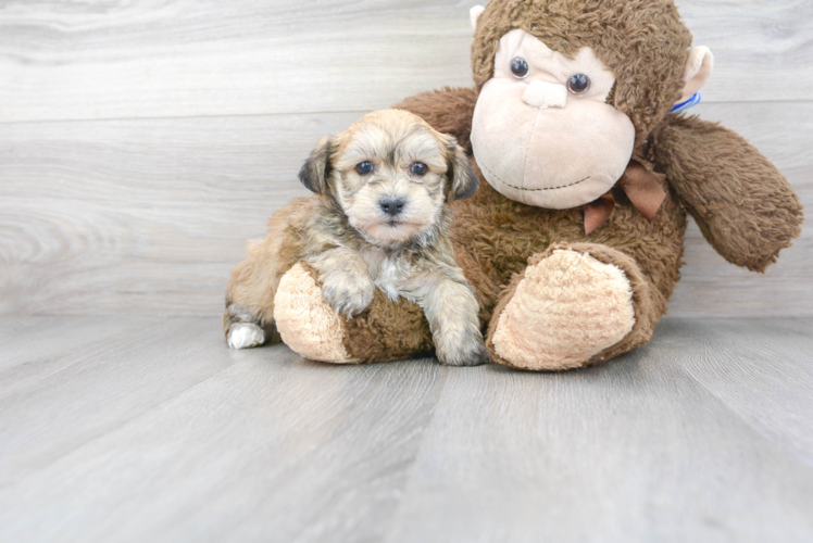 Meet Elmo - our Yorkie Chon Puppy Photo 1/3 - Premier Pups