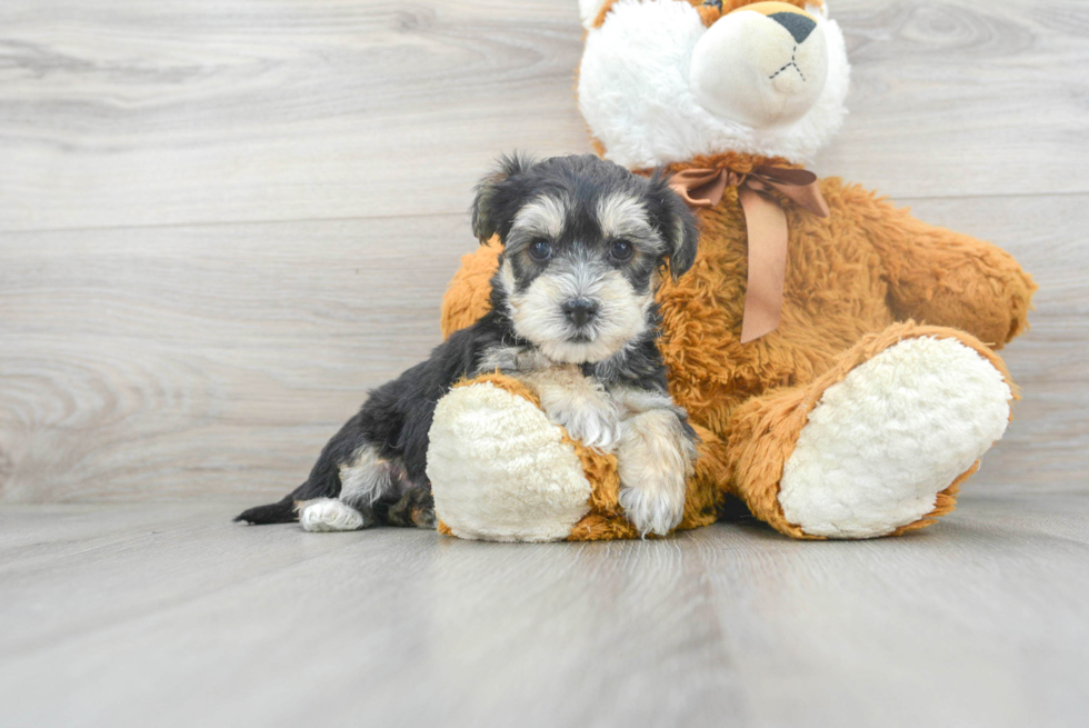 Meet Elmo - our Yorkie Chon Puppy Photo 2/3 - Premier Pups